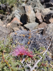 Calliandra chilensis