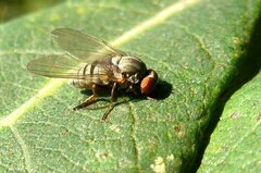 Platypeza consobrina