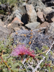 Calliandra chilensis