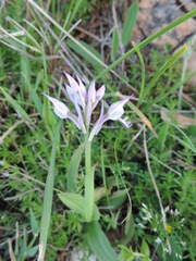 Neotinea tridentata commutata