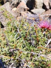 Calliandra chilensis