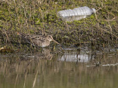 Gallinago hardwickii