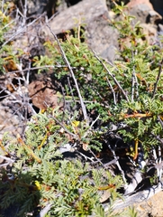 Calliandra chilensis