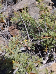 Calliandra chilensis