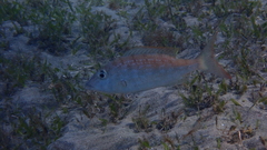 Lethrinus nebulosus