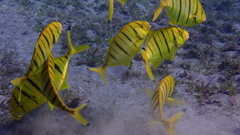 Gnathanodon speciosus