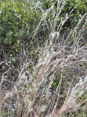 Schizachyrium littorale