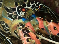 Panulirus versicolor