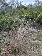 Schizachyrium littorale