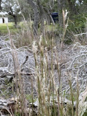 Schizachyrium littorale