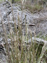 Schizachyrium littorale