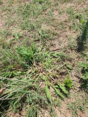 Urochloa mosambicensis