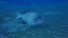 Pseudobalistes flavimarginatus