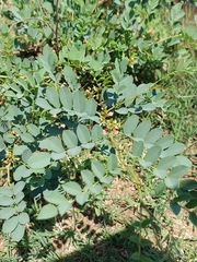 Indigofera tinctoria arcuata
