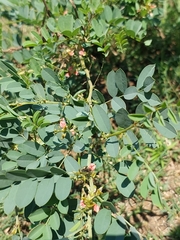 Indigofera tinctoria arcuata
