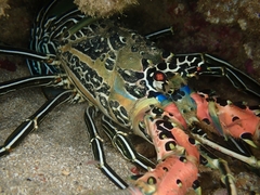 Panulirus versicolor