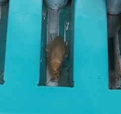 Megamareta pallidiola