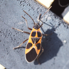 Tropidothorax sinensis