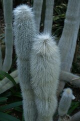 Cleistocactus strausii