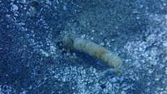 Turritellinella tricarinata