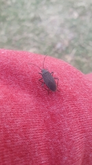 Jadera parapectoralis