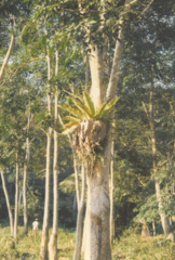 Thamnopteris