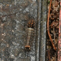 Schistophleps bipuncta