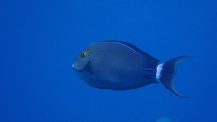 Acanthurus gahhm
