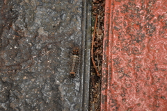 Schistophleps bipuncta