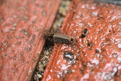 Schistophleps bipuncta