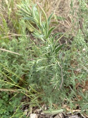 Epilobium hirtigerum