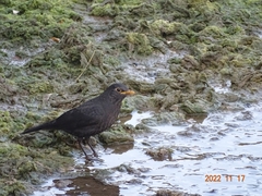 Turdus mandarinus