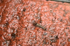 Schistophleps bipuncta