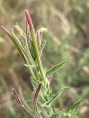 Epilobium hirtigerum