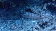 Epinephelus fasciatus