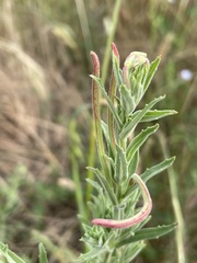 Epilobium hirtigerum