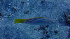 Halichoeres hortulanus