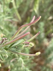 Epilobium hirtigerum