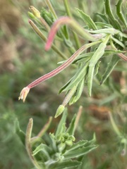 Epilobium hirtigerum