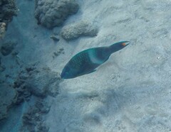 Scarus fuscopurpureus