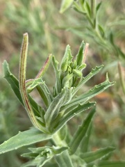 Epilobium hirtigerum