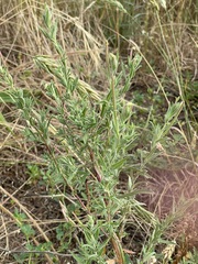 Epilobium hirtigerum
