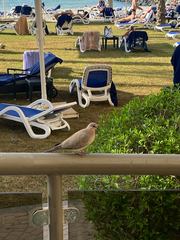 Streptopelia senegalensis