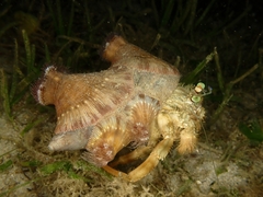 Dardanus deformis