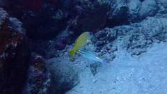 Lutjanus kasmira