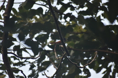 Terpsiphone paradisi