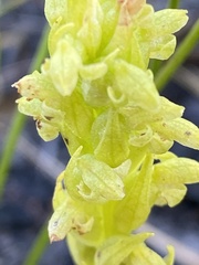 Disa cylindrica
