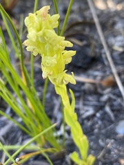 Disa cylindrica