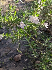 Prostanthera behriana