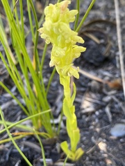 Disa cylindrica